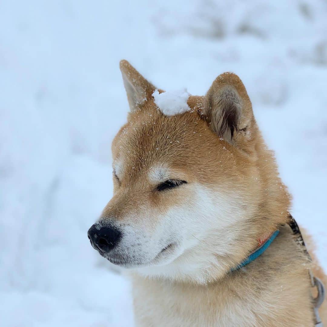 まる（まるたろう）さんのインスタグラム写真 - (まる（まるたろう）Instagram)「I fully enjoyed snow!✨🐶⛄️✨雪遊びを満喫しました〜 #世は満足じゃ #苦しゅうない近う寄れ  #なでなでしても良いぞ」2月23日 14時09分 - marutaro