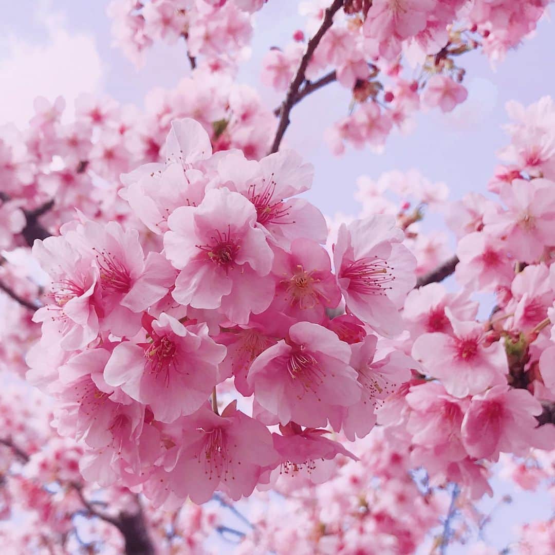 吉岡美穂さんのインスタグラム写真 - (吉岡美穂Instagram)「いつもの公園🌸  昨日2/22  東京に春一番が吹いたそうですね。 昨年より、15日も早いとか、、、😊 いつもの公園の小さな桜の木が、満開でした🌸 たまたま来たら満開の桜の木！ ささやかなしあわせ、、うれしい〜😄 子供達は、、、遊ぶのが忙しく、、、 「ふう〜ん、咲いてる、咲いてる。」 さぁ遊ぼ〜。とバスケをはじめました。^ ^  #春一番 #15日もはやい #桜の木 #日本の桜 #河津桜 #携帯の待ち受けにしたよ」2月23日 14時17分 - miho_yoshioka_18