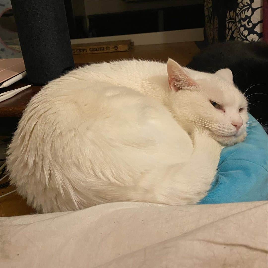 のインスタグラム：「相変わらずスライムの上にいるハク  #cattower #キャットタワー#kurohakuchai #whitecat #cat #catstagram #白猫」