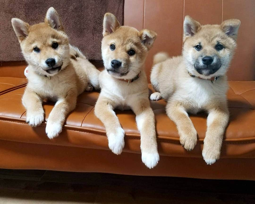 柴犬たま Shibainu Tamaのインスタグラム