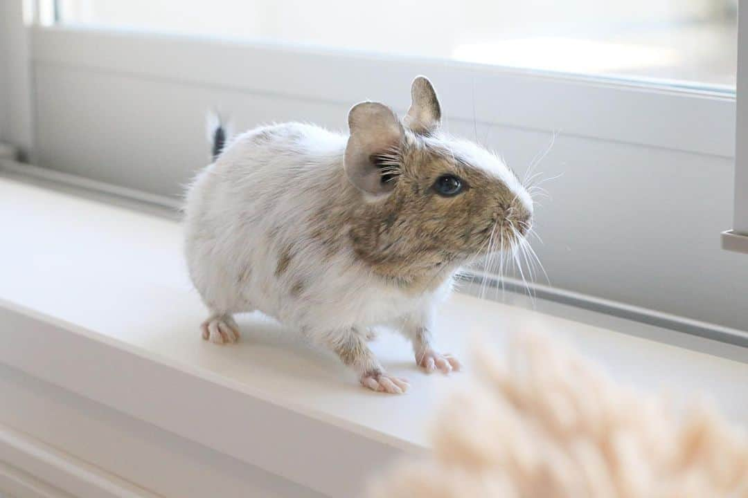 ハムスターのナッパのインスタグラム：「Popo ♡ 窓のそばが好きでよくうろちょろしてます🐭♪ 暖かくなったらここで日向ぼっこするようになるのかな？ 春が待ち遠しい〜🌸 - - - デグーブログも夫婦で更新してます💕 インスタのプロフィールから飛べるので、ぜひ見に来てください🥰 https://degulife.hatenadiary.com/ - - - ✤ ✤ ✤ ✤ ✤ #日々の記録 #暮らし #Popo #karin #デグー #デグーマウス #デグー初心者 #degu #octodon #デグー好きと繋がりたい #デグーのいる生活 #デグーの可愛さを広めたい #チームげっ歯ラブ #アニマル写真部 #エキゾチックアニマル #齧歯類 #げっ歯類 #小動物 #癒し #ペットは家族 #ふわもこ部 #動物大好き #かわいい #ペットのいる生活 #でぐすたぐらむ　#smallanimal #adorable #awww #cuteanimalshot #followｍe ． ✤」