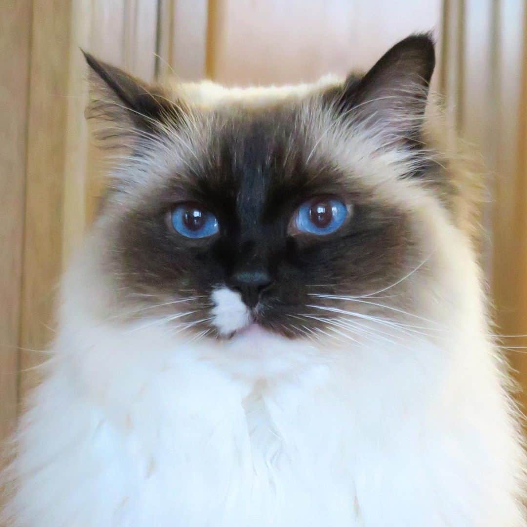 takegaeruのインスタグラム：「うーん、イケメソちゃん😼✨ #女の子です #cat #猫 #ragdoll #ラグドール #ホワイトポッチーズ」