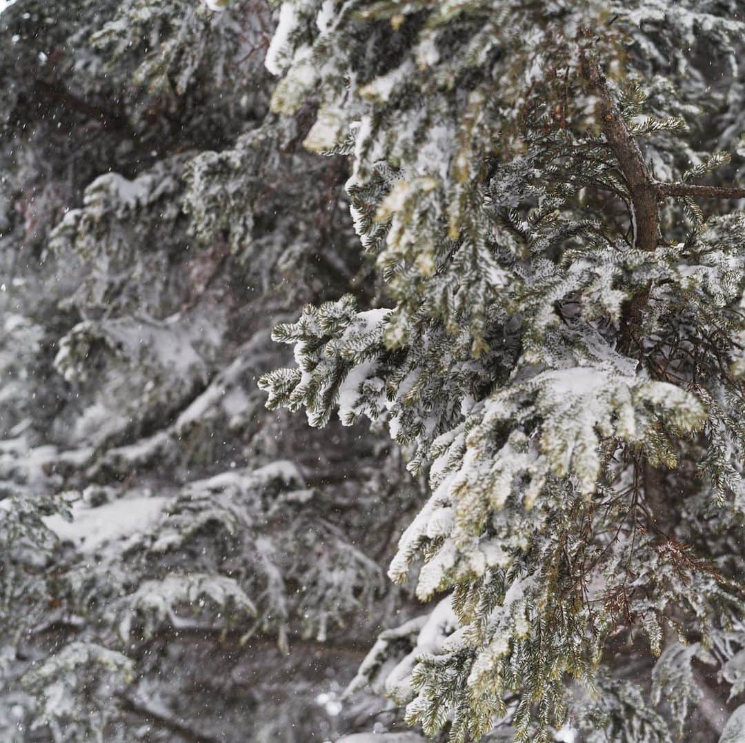 市川渚さんのインスタグラム写真 - (市川渚Instagram)「Photowalk in a blizzard😂 I can see hardly anything but her.﻿ ﻿ ﻿ ルスツ、本日猛吹雪。コースもほとんど閉鎖されているので、なんとか1本滑ったのち、とりあえずカメラを片手に散歩へ☃️﻿ ﻿ ﻿ #blizzard#snowstorm﻿#吹雪#snowscape#rusutsu#rusutsuresort#ルスツ#nagikotrip#sonya#sonyalpha#batis40#batis#zeissbatis40mm#ツァイス写真部#a7iii」2月23日 16時24分 - nagiko