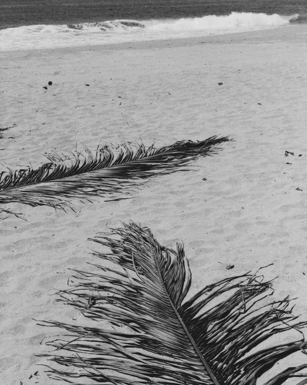 Meganさんのインスタグラム写真 - (MeganInstagram)「Pie de la cuesta, 1981 〰 Bernard Plossu #bernardplossu #palmleaves」2月23日 16時25分 - zanzan_domus