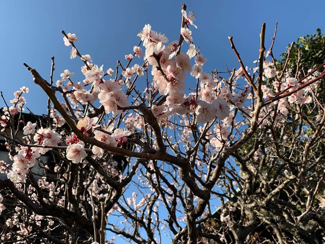 岡田マリアのインスタグラム：「たくさんの不安が漂う中にも春の兆し。  #springinjapan」