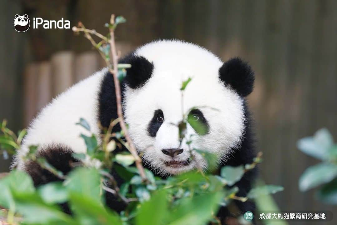 iPandaさんのインスタグラム写真 - (iPandaInstagram)「The best portrait I've ever seen! Hello, dear Meng Yu! 🐼 😆 🐼 #panda #ipanda #animal #pet #adorable #China #travel #pandababy #cute #photooftheday #Sichuan #cutepanda #animalphotography #cuteness #cutenessoverload」2月23日 17時30分 - ipandachannel