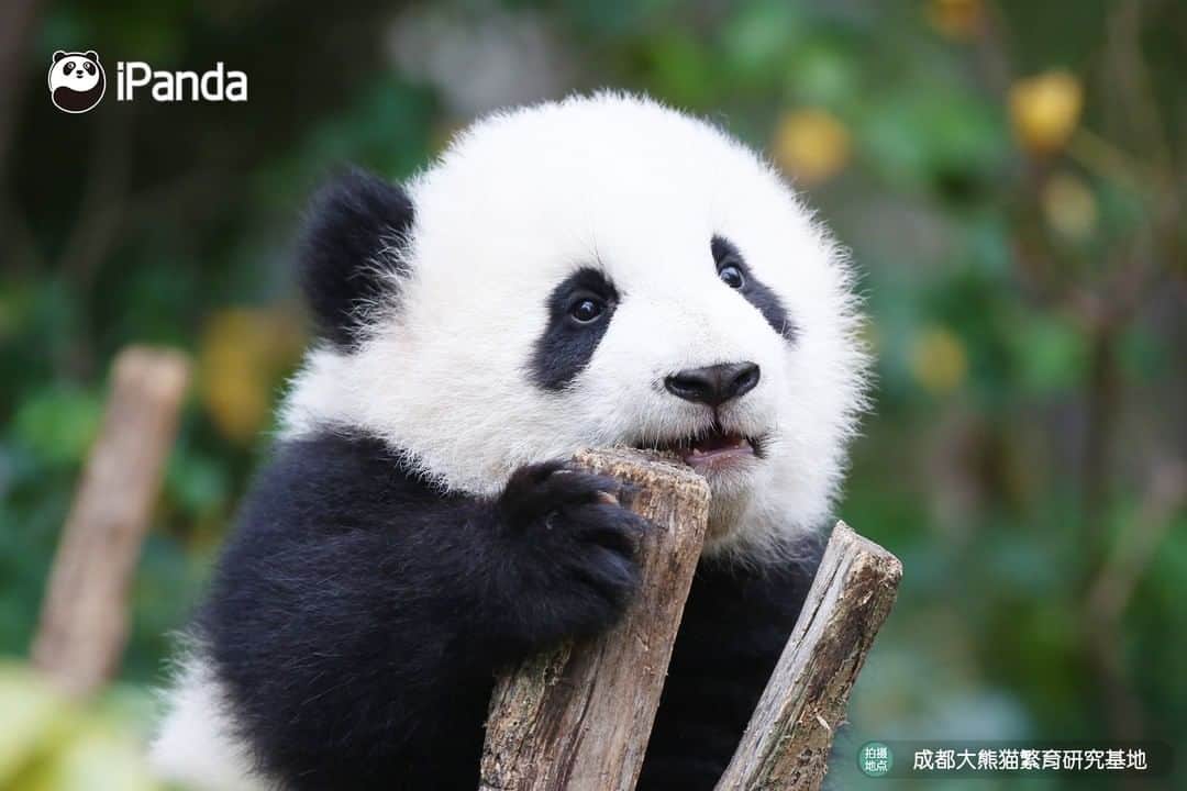 iPandaさんのインスタグラム写真 - (iPandaInstagram)「The best portrait I've ever seen! Hello, dear Meng Yu! 🐼 😆 🐼 #panda #ipanda #animal #pet #adorable #China #travel #pandababy #cute #photooftheday #Sichuan #cutepanda #animalphotography #cuteness #cutenessoverload」2月23日 17時30分 - ipandachannel