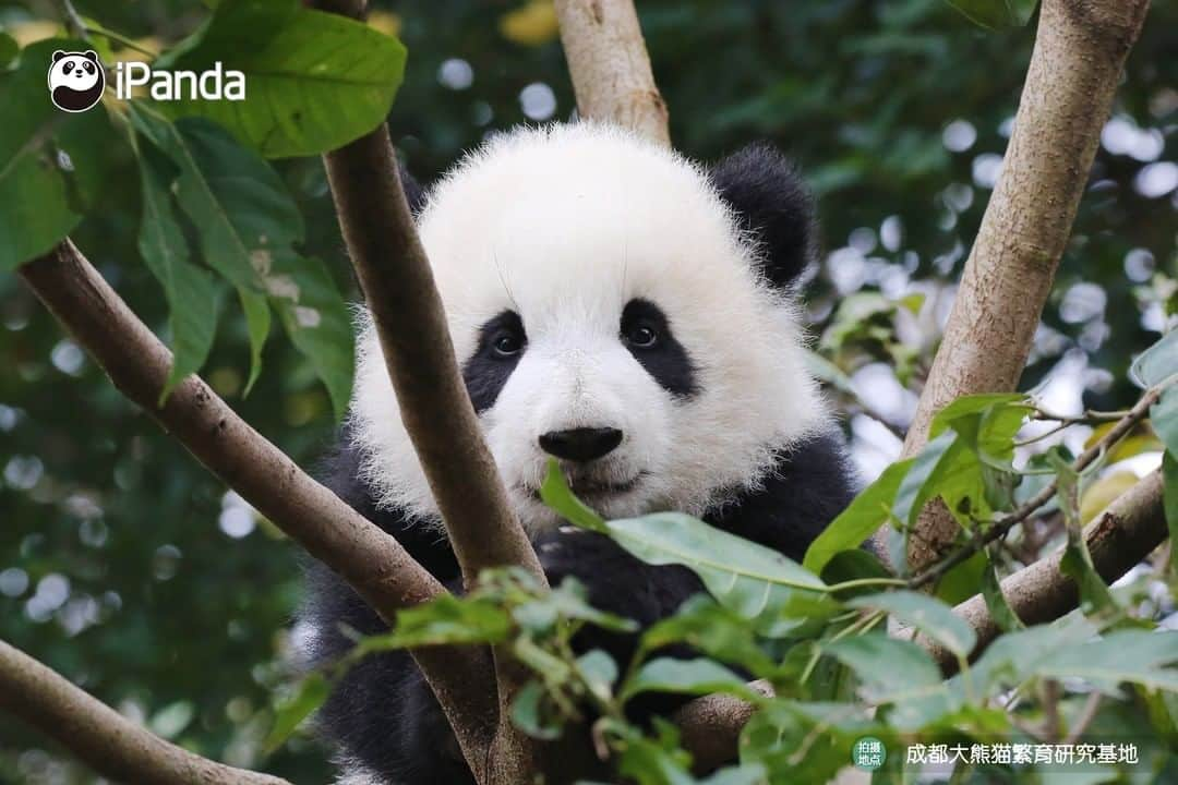 iPandaさんのインスタグラム写真 - (iPandaInstagram)「The best portrait I've ever seen! Hello, dear Meng Yu! 🐼 😆 🐼 #panda #ipanda #animal #pet #adorable #China #travel #pandababy #cute #photooftheday #Sichuan #cutepanda #animalphotography #cuteness #cutenessoverload」2月23日 17時30分 - ipandachannel