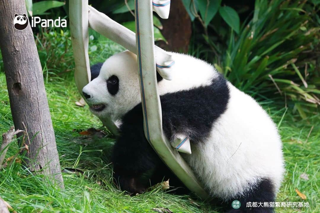 iPandaさんのインスタグラム写真 - (iPandaInstagram)「The best portrait I've ever seen! Hello, dear Meng Yu! 🐼 😆 🐼 #panda #ipanda #animal #pet #adorable #China #travel #pandababy #cute #photooftheday #Sichuan #cutepanda #animalphotography #cuteness #cutenessoverload」2月23日 17時30分 - ipandachannel