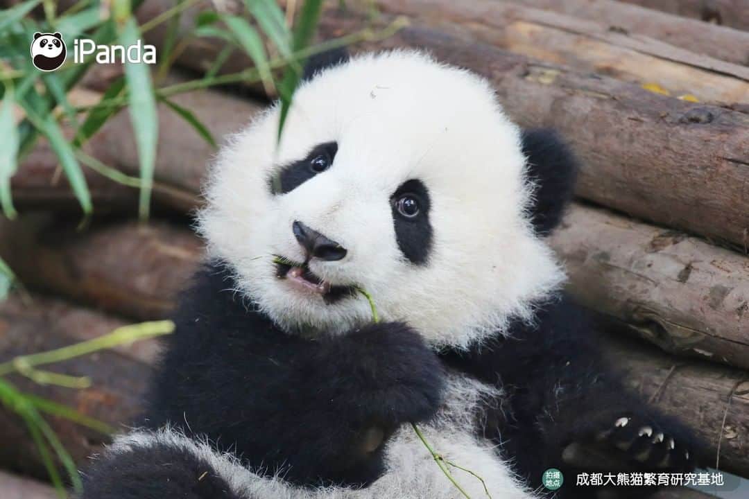 iPandaさんのインスタグラム写真 - (iPandaInstagram)「The best portrait I've ever seen! Hello, dear Meng Yu! 🐼 😆 🐼 #panda #ipanda #animal #pet #adorable #China #travel #pandababy #cute #photooftheday #Sichuan #cutepanda #animalphotography #cuteness #cutenessoverload」2月23日 17時30分 - ipandachannel