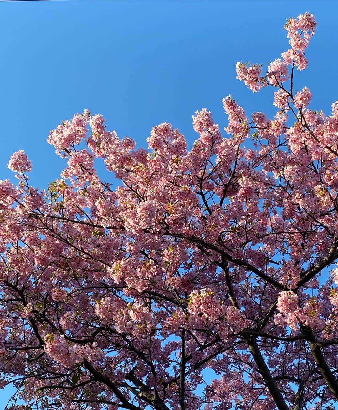 板谷由夏 さんのインスタグラム写真 - (板谷由夏 Instagram)「朝から下チビとプールへ行き がんがん泳いだ。水はわたしの元気の素だと 思い出した。歩くこと、泳ぐことは 脳みそにいい。まちがいない。 満開の河津桜のピンクと空の青。 見せてくれてありがとう！！」2月23日 17時36分 - yukaitaya
