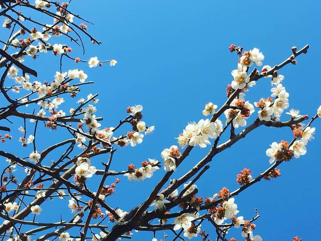 六車奈々さんのインスタグラム写真 - (六車奈々Instagram)「朝は、せりとお散歩しました。  春＾＾ #朝のお散歩 #春」2月23日 17時40分 - nanarokusha