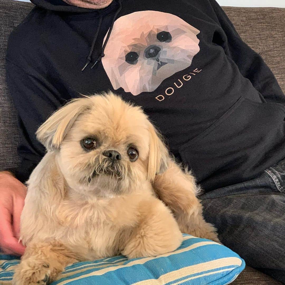 Dougie the Shih Tzuさんのインスタグラム写真 - (Dougie the Shih TzuInstagram)「🚨🚨 Did you hear?! New Dougie t-shirts and sweatshirts now available for a limited time!  Original image by @thedigitaldesigner81  Link in bio or go to www.dailydougie.com 🚨🚨」2月24日 3時35分 - dailydougie