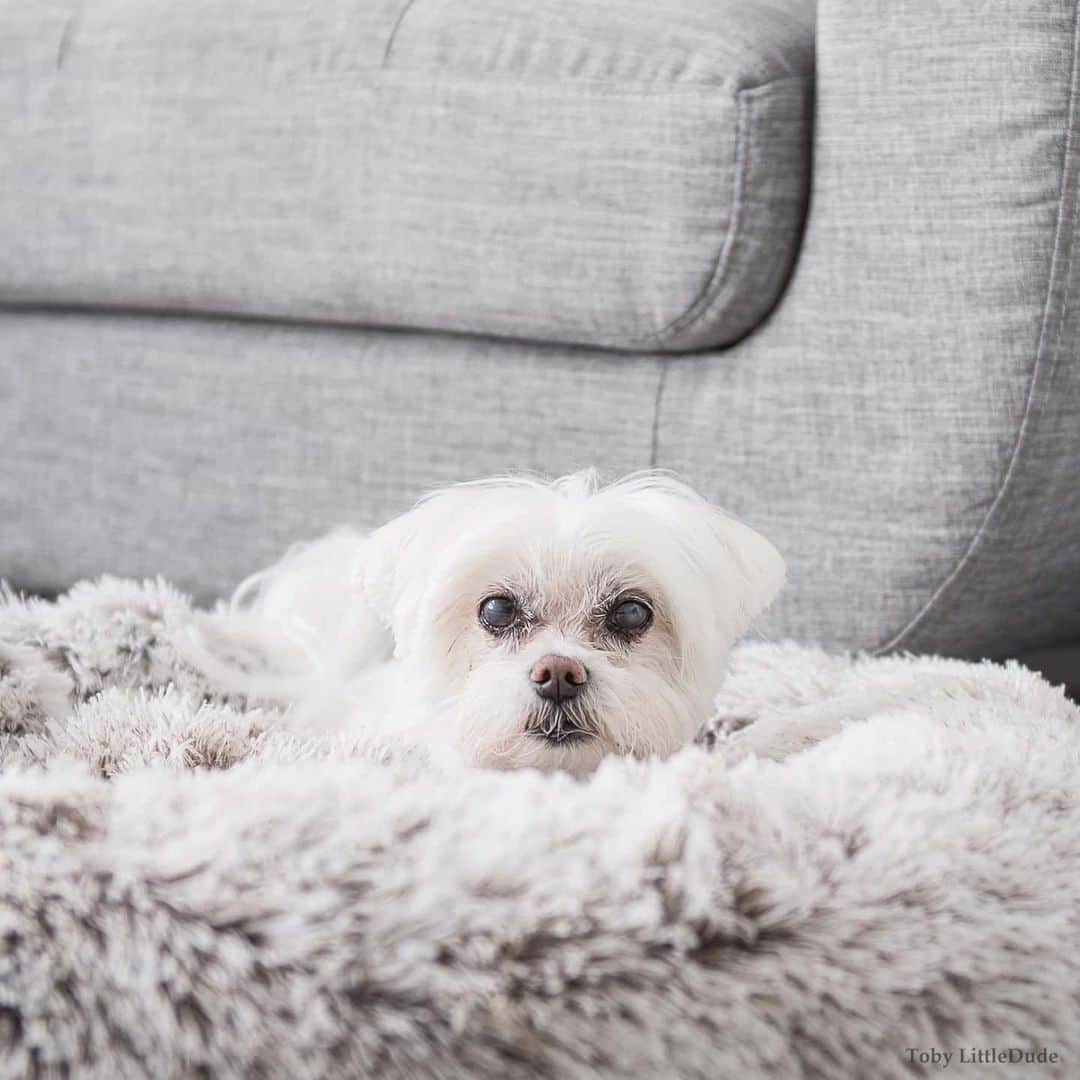 Toby LittleDudeのインスタグラム：「Pretending to be interested in what mom is saying but I'm really thinking about what to eat later 🍟」