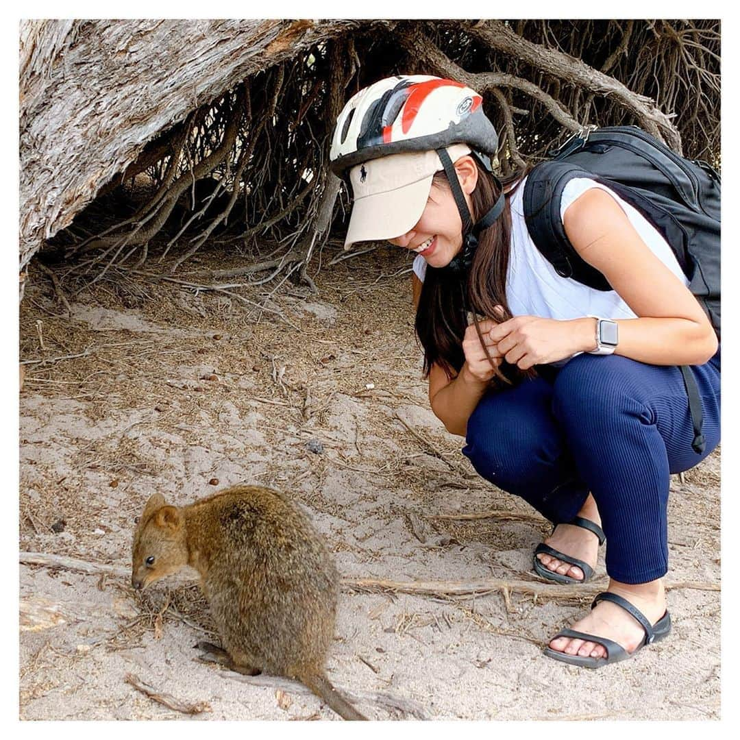 美濃越舞さんのインスタグラム写真 - (美濃越舞Instagram)「. ロットネスト島です🏝 自然が守られている美しいところです。 フェリーで30分で行けます . #クォッカ #ピカチュウ #ロットネスト島 #サイクリング #ヘルメット必須 #リフレッシュ」2月23日 19時42分 - mai_minokoshi