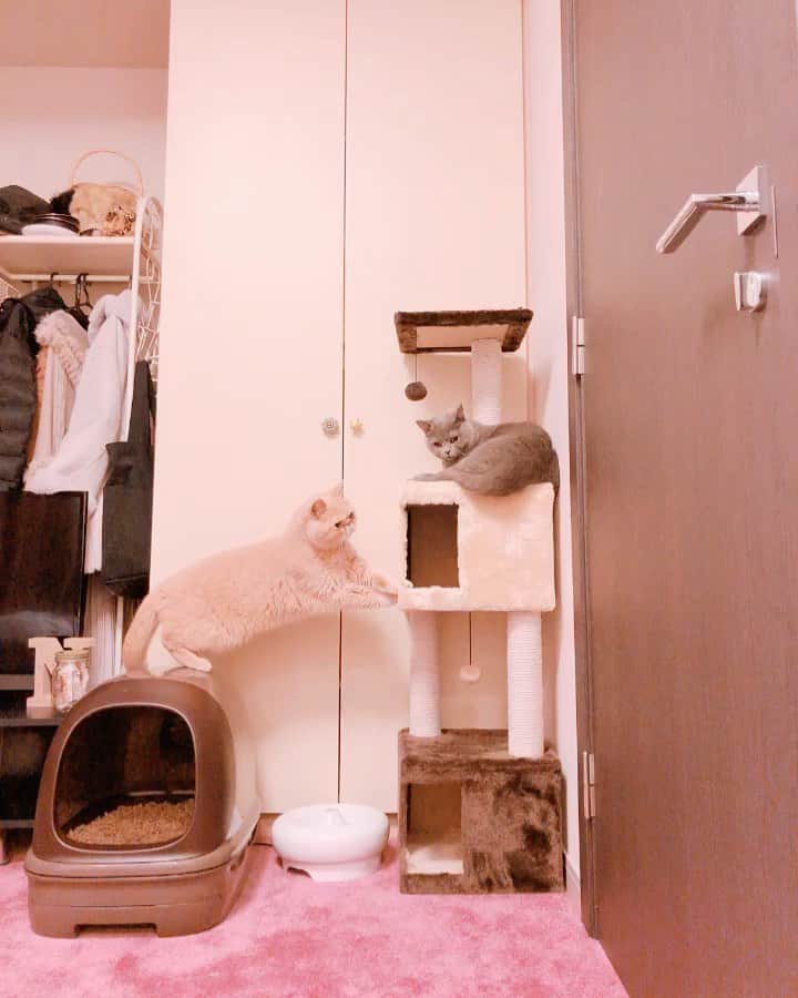 東なつ紀のインスタグラム：「むかしのムービーを投下♡ 猫は意外と運動神経悪い笑笑  #猫 #多頭飼い #まさぶりあずグラム #エキゾチックショートヘア #ブリティッシュショートヘア #マンチカン  #Munchkin  #exoticshorthair #britishshorthair #マンチカン短足  #ねこ  #ネコ  #cat  #ネコ部  #短足  #顔ぺちゃ #猫好きさんと繋がりたい  #猫のいる暮らし  #短脚猫 #曼基康猫 #ねこ休み展 に出たい」