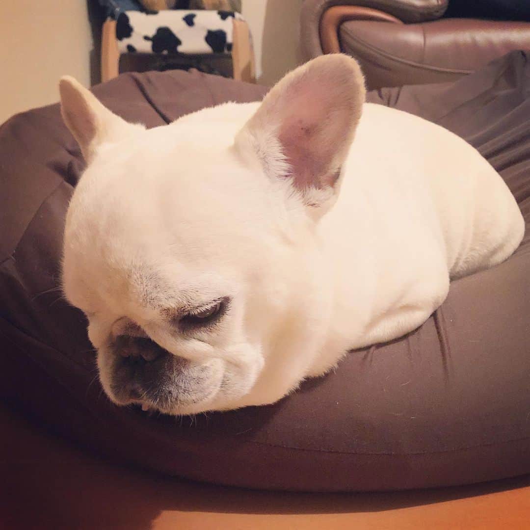 タニム（マーブル母）のインスタグラム：「* ふっくらマーブル🐷♥️王蟲みたい〜 * #ナウシカ王蟲 #ナウシカ好き #私のアモーレ🐷❤️ #こんなに太っていますが #今日は晩ご飯3分の1しか食べません」