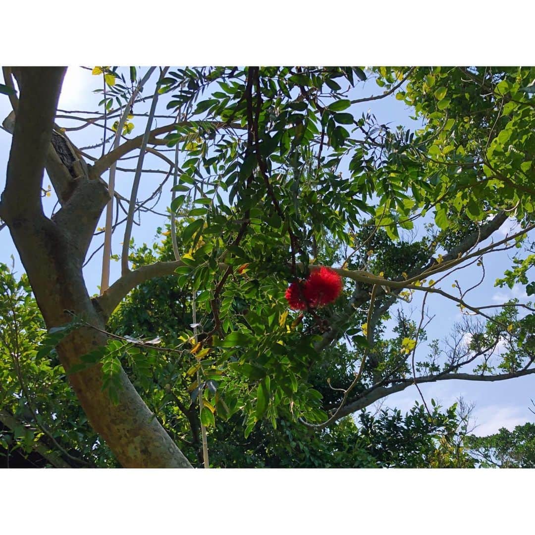 水戸悠夏子さんのインスタグラム写真 - (水戸悠夏子Instagram)「当たり前ですが、雪国では見れない植物が沢山あり面白かったです。 #沖縄#okinawa#沖縄植物#植物」2月23日 20時45分 - mitoyukako