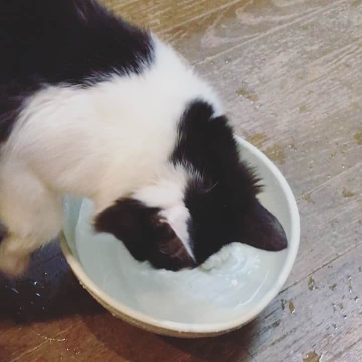 もじゃころのインスタグラム：「うちは水飲み場としてリビングに、器に水を入れたものを数個と、ピュアクリスタルをひとつ置いてあるのですが、2日前くらいから坂東が水遊びにハマってしまって、水で遊びながらピュアクリスタルのフタを外してしまうので、動く水が気になるのかと思い、ピュアクリスタルやめて大きい器に変えたのですが、全く効果なく…。小さい器に変えてもダメでした。床が水浸しになっちゃうので、応急処置的にオシッコシートを敷きましたが、対応にほんと困ってます😭  猫いっぱいいますが、こんな子今までいなかった…。やっぱ坂東はワンちゃん🐶だから水遊びが好きなのかな…  水は他の子もみんな飲むので本当に困ります…どなたかいいアドバイスあったらください… 拭いても拭いてもエンドレスに水遊びされて泣きそう…😭😭😭 #坂東玉隠しシャシャ丸  #ボーダーコリ男  #どうしようもないヤツ」