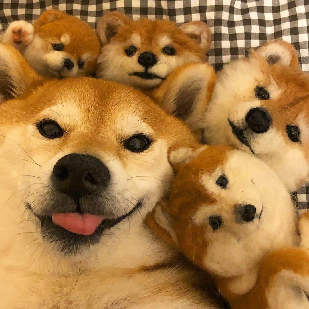 マロたんのインスタグラム：「わちゃわちゃ #selfie #shiba #shibainu #weeklyfluff」