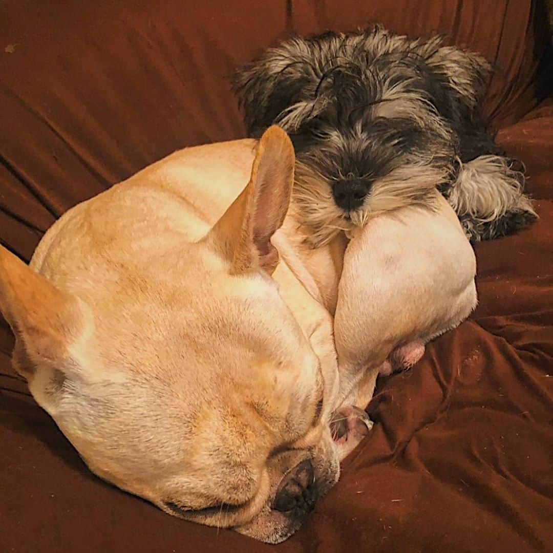 押尾学さんのインスタグラム写真 - (押尾学Instagram)「そろそろ🥱😴😪 #loveyouguys #frenchbulldog #dogsofinstagram #minitureschnauzer #doglover #instagood」2月23日 21時09分 - manabuoshio_official