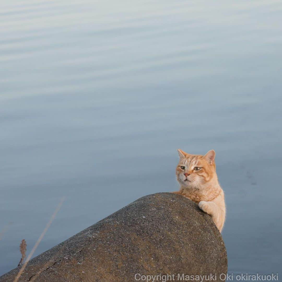 Masayukiさんのインスタグラム写真 - (MasayukiInstagram)「#かくれネコ探し隊  #cat #ねこ」2月23日 21時29分 - okirakuoki