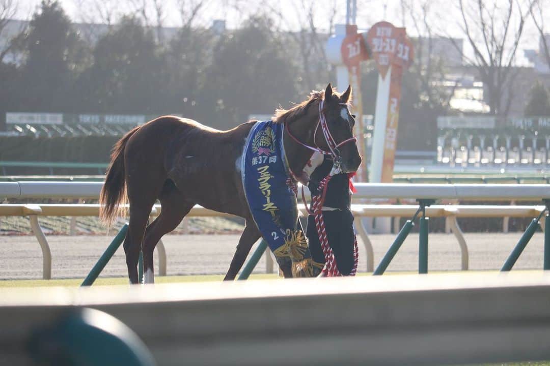 ゆきのしんさんのインスタグラム写真 - (ゆきのしんInstagram)「モズアスコットすごかったー🥺✨ モズアスコットを照らす日差しも素敵だった🌈 #モズアスコット #フェブラリーステークス  #東京競馬場　 #馬女　 #馬好き #カメラ女子」2月23日 21時32分 - yukino__shin