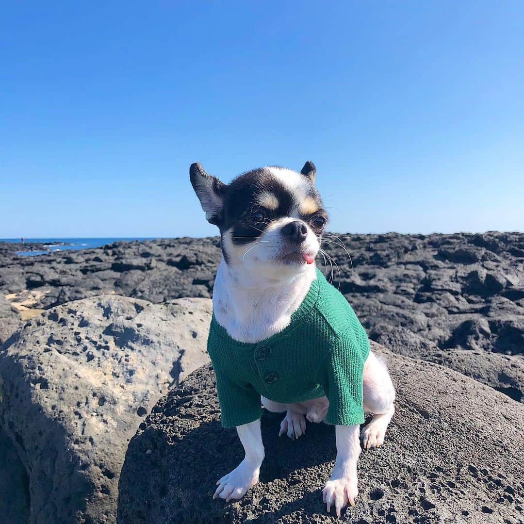 ミンジさんのインスタグラム写真 - (ミンジInstagram)「오늘은 차돌이랑 사람 없는 바다로🌊 빨리 코로나가 잠잠해져야 할텐데.. 어서 물러가라 제발」2月23日 21時36分 - luv_minji_