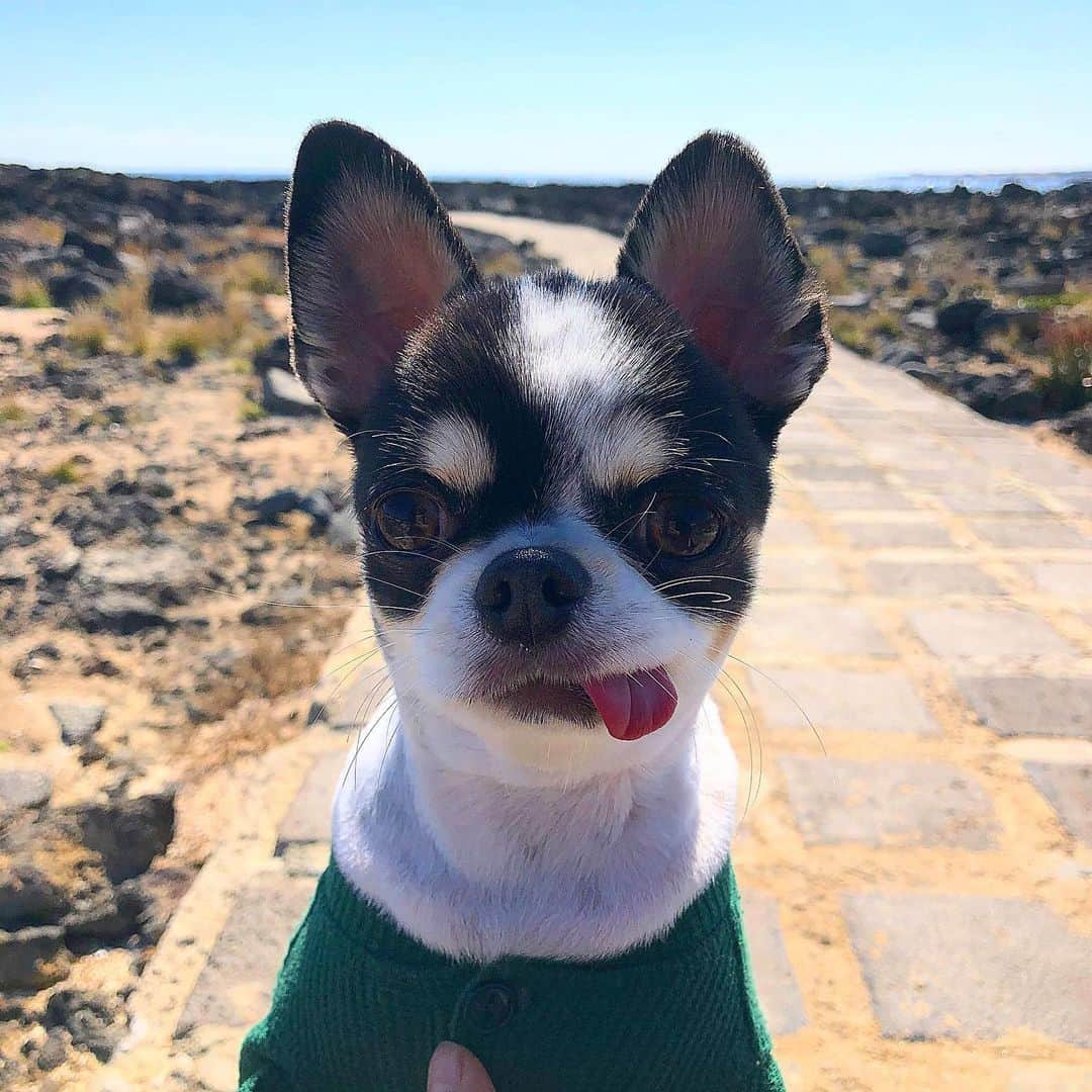 ミンジさんのインスタグラム写真 - (ミンジInstagram)「오늘은 차돌이랑 사람 없는 바다로🌊 빨리 코로나가 잠잠해져야 할텐데.. 어서 물러가라 제발」2月23日 21時36分 - luv_minji_