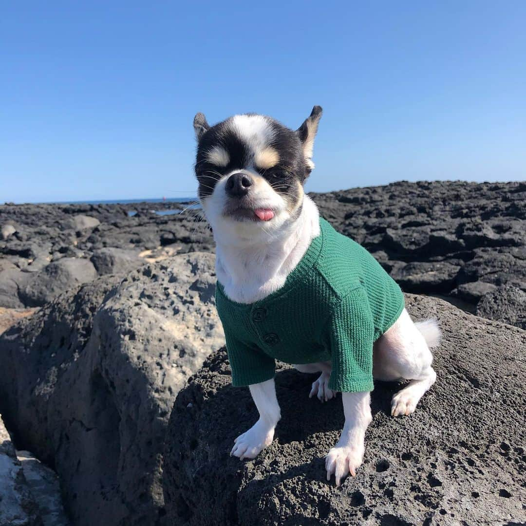 ミンジさんのインスタグラム写真 - (ミンジInstagram)「오늘은 차돌이랑 사람 없는 바다로🌊 빨리 코로나가 잠잠해져야 할텐데.. 어서 물러가라 제발」2月23日 21時36分 - luv_minji_