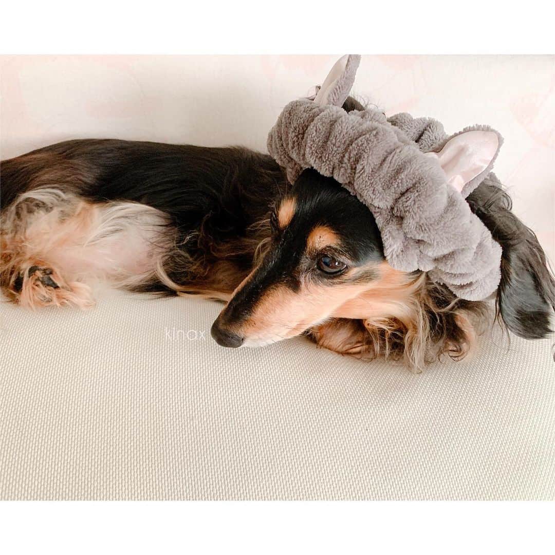 kinaxのインスタグラム：「. good night✨🌙 . 今日は風が冷たかったね❄️ 暖かかったと思ったら冷え込んだりして 体調管理が難しいねぇ😷 . . この前こどもたち用に買ってきた ダイソーのお風呂上がりヘアバンドが なかなかかわいいʕ •́؈•̀ ₎♡ ウサギとかクマもあったよ🐰🐻 . . 話はちょっと変わって 我が家は海の側なので、淡水の場所が 近くにはあまりないよ🏞 . . 去年お友達から、公園の水場に おたまじゃくしがたくさんいたよーと教えてもらって そういえばむちこさんは、まだ本物の おたまじゃくしを見たことがないので 今年は見せてあげたいな、と 捕まえにいってきたよʕ •́؈•̀ ₎🔎 . . なんだけど、ちょっと早すぎたようで まだ卵でしたーʕ •́؈•̀ ₎ . でもせっかくだから卵の状態で 少し持って帰ってきたよ🐸 . だいぶ泳ぐようになってかわいいのだけど 写真はとりあえず観察日記にしておきます📝 . . 足が生えてきて、半陸生活になってきたら 公園に返しに行こうと思いますーʕ •́؈•̀ ₎🐸 . . みんなもいい夢みてねー♡ . #犬バカ部 #daiso #おたまじゃくし #成長がはやい #かわいい 2020/02/23」