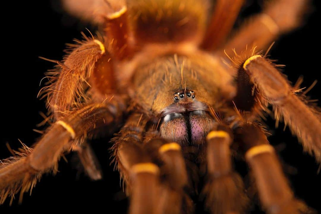 Joel Sartoreさんのインスタグラム写真 - (Joel SartoreInstagram)「Originally from French Guiana, but also commonly found in Suriname and Guiana, this is the blue fang tarantula. While many people might fear such a creature, this New World species is loved by many spider enthusiasts due to the skeleton-like markings on its legs and its “colorful” fangs, which appear metallic to neon blue thanks to surrounding mouthparts known as ​chelicerae​ (the fangs themselves are actually black)​.​ The blue fang tarantula is slow growing and hardy with a relatively long lifespan. This arachnid is known to be a classic burrower, creating enlarged chambers in the earth and concealing the entrance underneath leaf litter - a rather unexpected trait given the species’ other family members. The blue fang tarantula belongs to the Aviculariinae subfamily which mostly consists of tree-dwelling spiders often referred to as bird spiders because of their reputation for capturing small birds in their strong webs. While some blue fang spiderlings have been found to be somewhat arboreal, adults of this species prefer to remain firmly on the ground. Photo taken @moscow_zoo_official. #tarantula #bluefang #hairy #eyes #stripes #burrower #PhotoArk #savetogether」2月23日 22時31分 - joelsartore