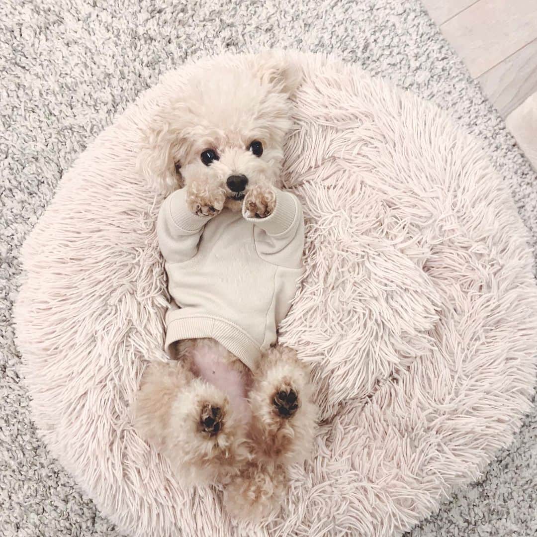 mizuのインスタグラム：「お手入れ待ちのろちこ♡」