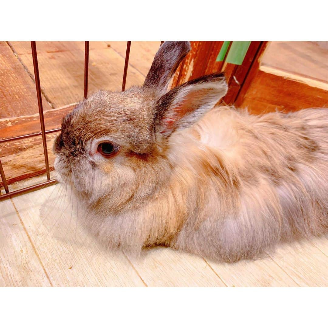 馬嘉伶さんのインスタグラム写真 - (馬嘉伶Instagram)「🍵 #うさぎ #うさぎカフェ #🐰 . この間 🐰友達ができました🐇😂 30分だけでしたが 🐰に私のハートを射止められて キュンキュンしていたし幸せすぎました💘💘✨ . 🐰と一緒に暮らしたい。。。🥺😭💦 . (ストーリーに動画をアップしてあるので観てくださいね〜)」2月23日 22時45分 - macyacyarin