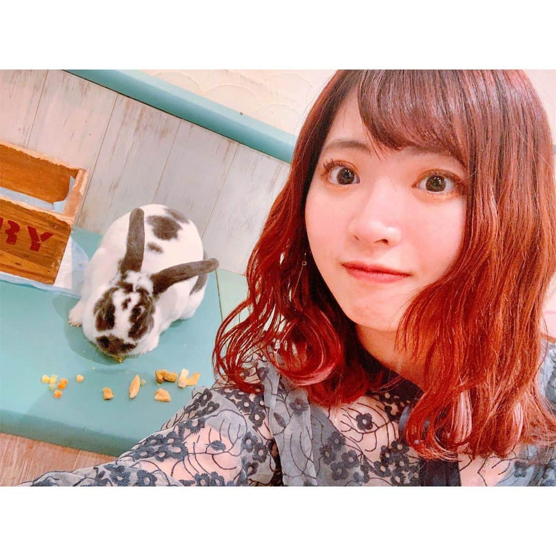 馬嘉伶さんのインスタグラム写真 - (馬嘉伶Instagram)「🍵 #うさぎ #うさぎカフェ #🐰 . この間 🐰友達ができました🐇😂 30分だけでしたが 🐰に私のハートを射止められて キュンキュンしていたし幸せすぎました💘💘✨ . 🐰と一緒に暮らしたい。。。🥺😭💦 . (ストーリーに動画をアップしてあるので観てくださいね〜)」2月23日 22時45分 - macyacyarin