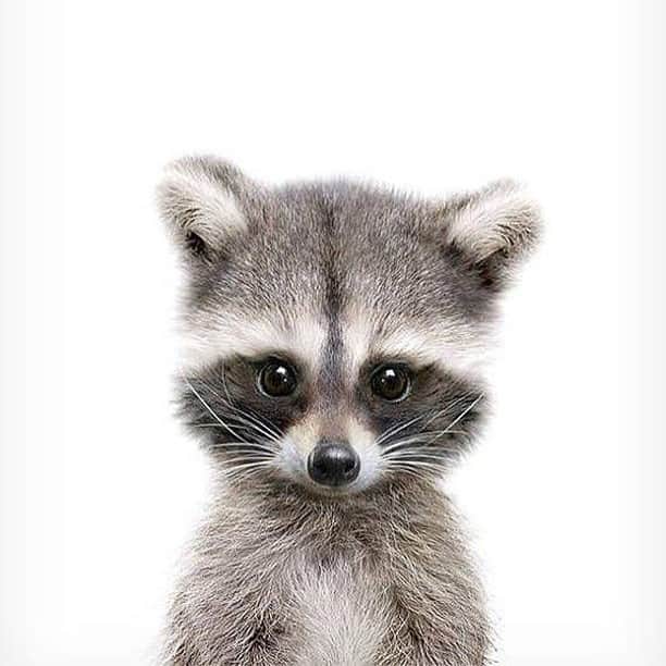Baby Animalsさんのインスタグラム写真 - (Baby AnimalsInstagram)「Baby raccoon! I need one!」2月23日 23時58分 - thebabyanimals