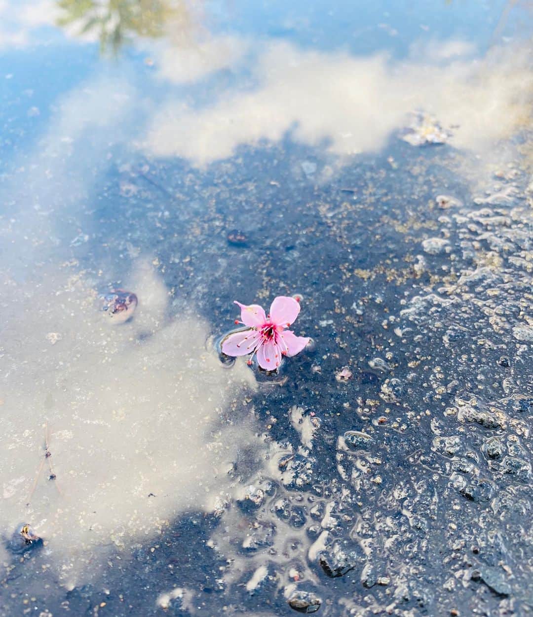 布袋寅泰さんのインスタグラム写真 - (布袋寅泰Instagram)「雨のち桜。#aftertherain #実はアーモンドの花」2月23日 23時59分 - hotei_official