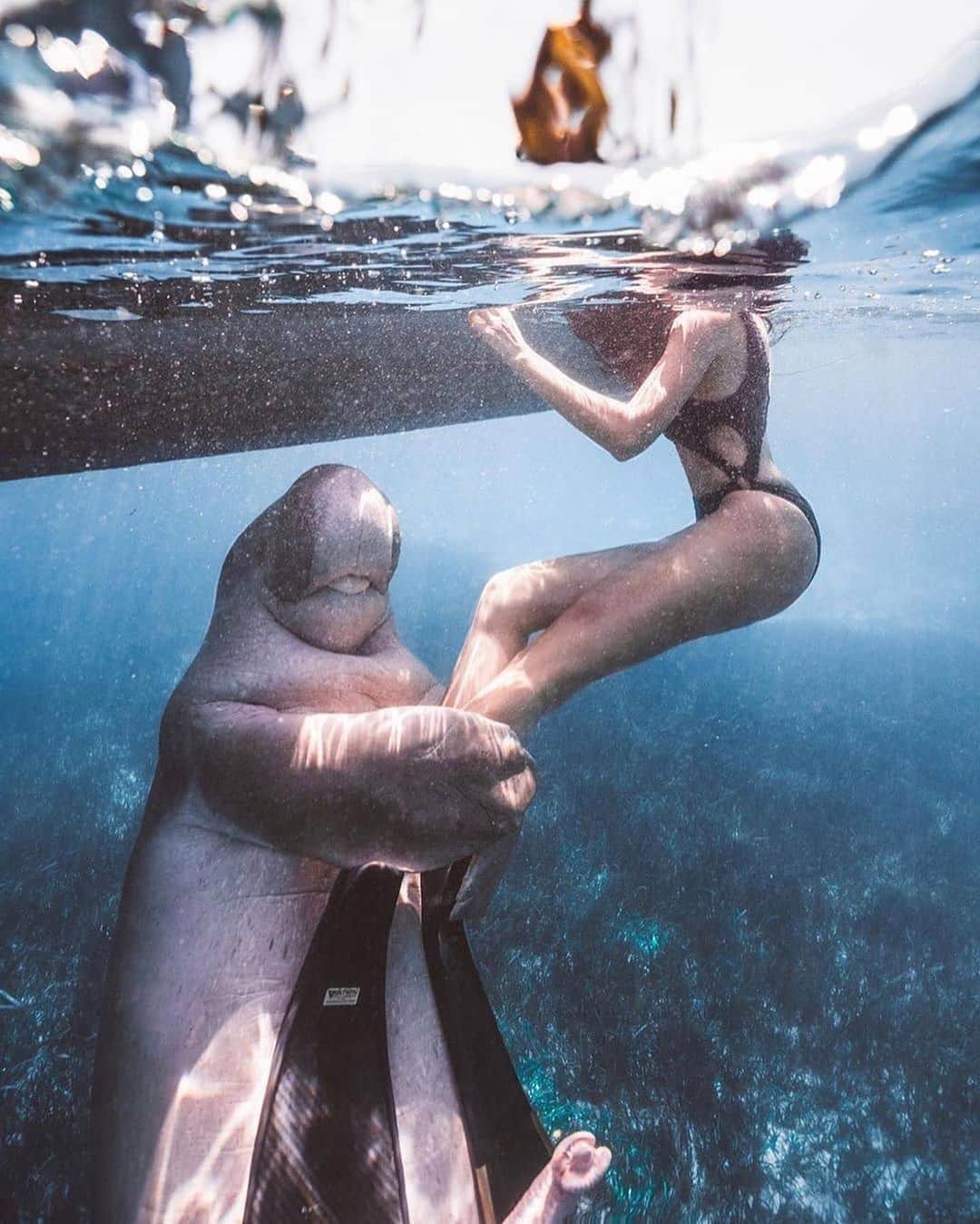 WildLifeのインスタグラム：「Caption this! 😂Most liked comment wins! Freediver @mouton_yangyang  Photo by @deniming」