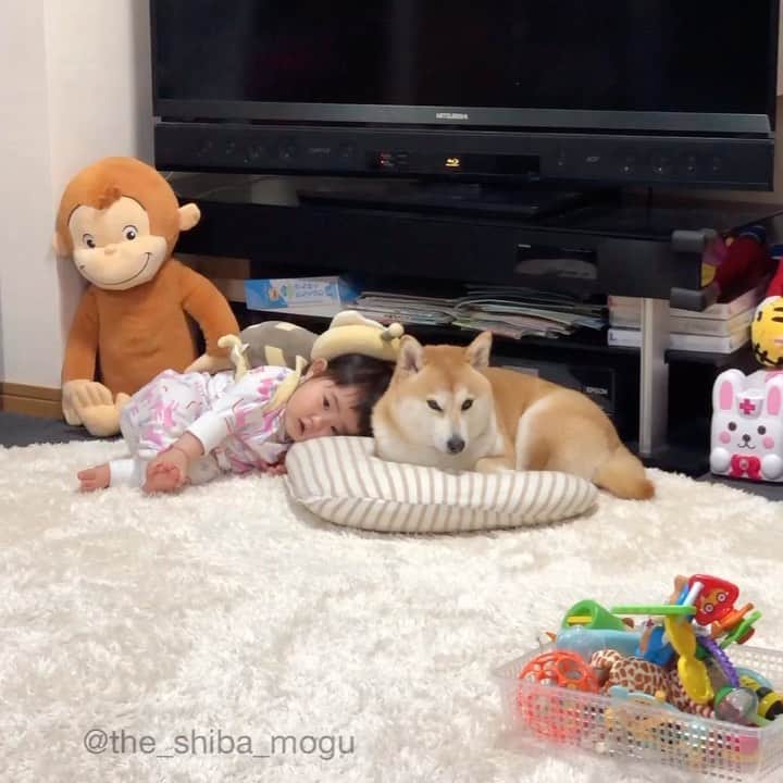 Moguのインスタグラム：「. 背後がまじ落ち着かないなの。 #柴犬と授乳クッション . @the_shiba_mogu  #柴犬 #shibainu #shiba#赤柴 #redshiba#犬 #dog#しばいぬ#nannydog#犬と子供#子供と犬#柴犬と子供#柴#赤ちゃんと犬#犬と赤ちゃん#柴犬と赤ちゃん#赤ちゃんと柴犬#柴犬のいる暮らし#子守犬」