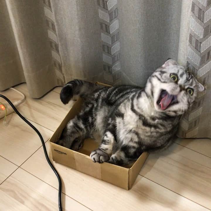 Shishi-maruのインスタグラム：「🐱なんかいろいろ忙しい 🐱You sound very busy. ーーーーーーーーーーーーー 🌺「渋ネコ ししまるさん」ねこのきもちWEB MAGAZINE にて毎週金曜日エッセイの連載中 ーーーーーーーーーーー 📕「ぷっちねこ。」「3匹のちいさな猫を召喚できたなら」「ちいさな猫を召喚できたなら」徳間書店より単行本発売中 ーーーーーーーーーーー ⭐︎ねこ漫画→@tacos_cat 🌺Twitter →@taco_emonemon ーーーーーーーーーーー」