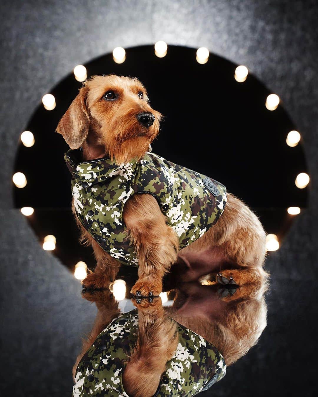 のインスタグラム：「MONCLER POLDO DOG COUTURE  _ #MONCLERGENIUS #MONCLERDOGS @poldodogcouture」