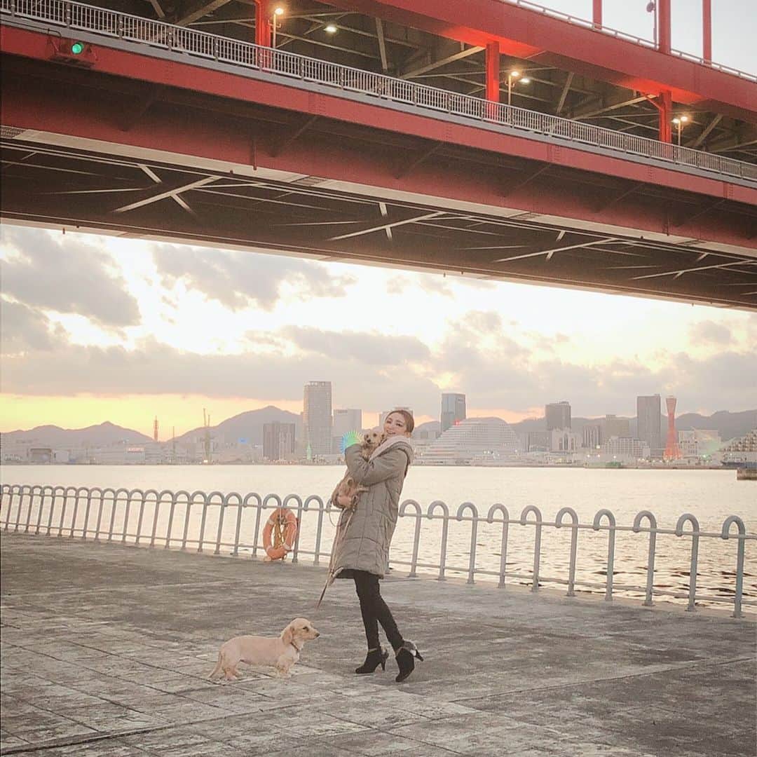 鈴木絢子さんのインスタグラム写真 - (鈴木絢子Instagram)「・ ・ #週末関西 🏎 久しぶりの休日は#犬連れドライブ へ🐶🐶✨ マスクを外したら外の空気が美味しい✨ ・ 神戸の港をぐるりと走って散歩して、 夜は二匹とも#シンクロ 姿でぐっすり爆睡💤 癒しの一日でした😊✨ ・ ・ ・ #親子犬 #犬連れ #犬バカ部 #トリュフとフォアグラ #ミニチュアダックス #車好き女子 #働く女性#夕焼け #神戸牛 #神戸大橋 #bridge #drive #dogstagram #🐶🐶」2月24日 1時40分 - ayako_suzuki810