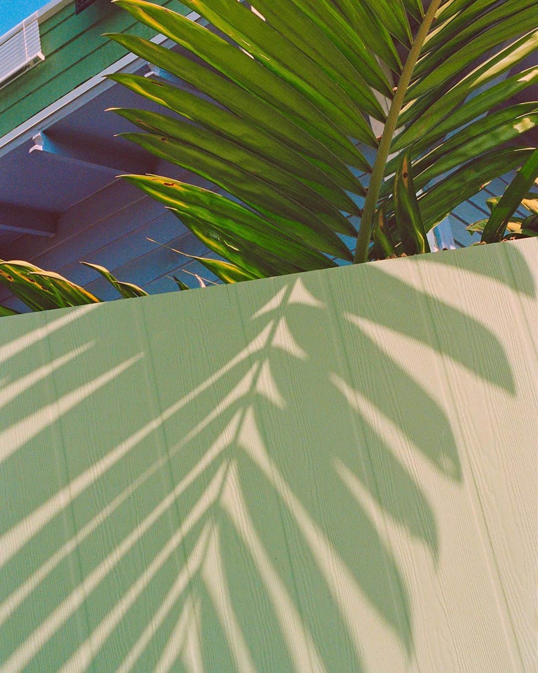 ジーエルシーオーさんのインスタグラム写真 - (ジーエルシーオーInstagram)「Seeing green. 🌿 @marinaleightatelier wears the Marian Sun.」2月24日 1時55分 - garrettleight