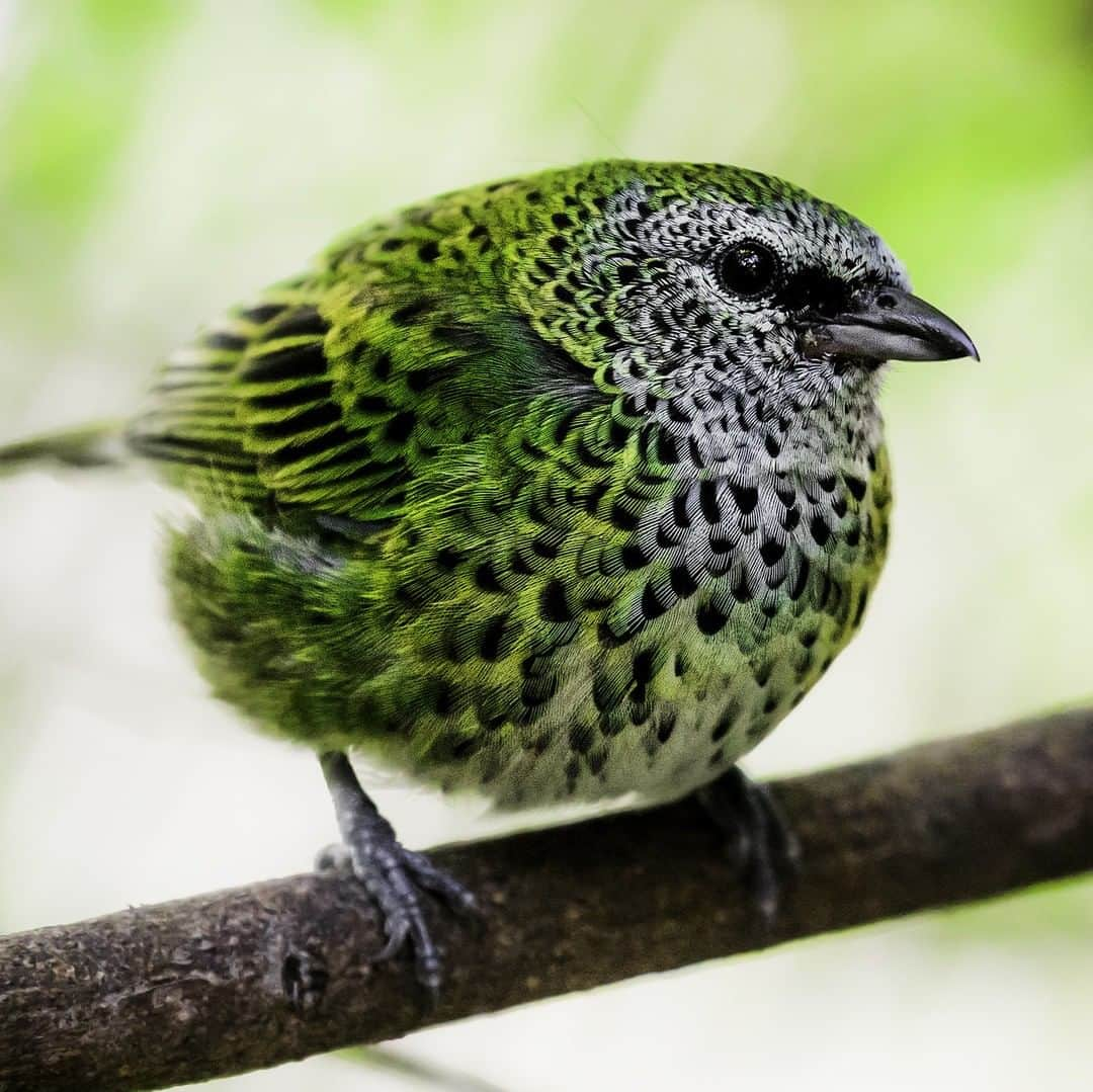 San Diego Zooさんのインスタグラム写真 - (San Diego ZooInstagram)「Name this animal. Wrong answers only. #birdsofafeather #namethisanimal #sandiegozoo 📷 Paul E.M.」2月24日 2時01分 - sandiegozoo