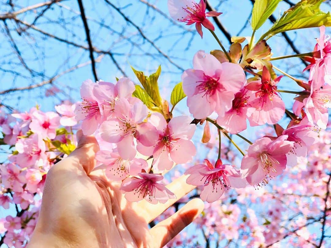 中嶋ユキノさんのインスタグラム写真 - (中嶋ユキノInstagram)「‪もう春が近づいて来てるね。‬ ・ ‪#河津桜‬ ‪#満開‬」2月24日 14時05分 - nakajima_yukino