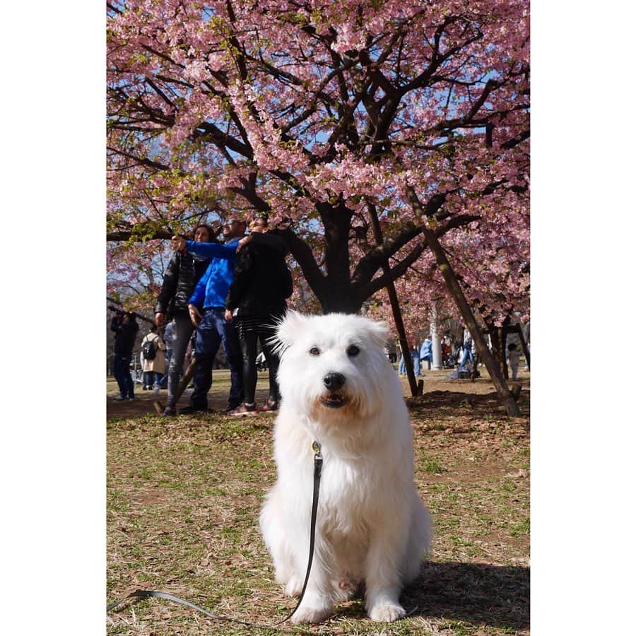 黒田知永子さんのインスタグラム写真 - (黒田知永子Instagram)「『眩しいですが、こちらを見ろと言われてます。かなりしつこいです』  さくらのピンク🌸が美しい。  #dog#犬#いぬ #ごまとろむぎ  #黒田とろろ  #元保護犬雑種君 #桜 #みんな写真撮ってるよ #春の訪れ  早すぎるけど😥 #黒田知永子  #chiekokuroda」2月24日 12時34分 - kuroda_chieko