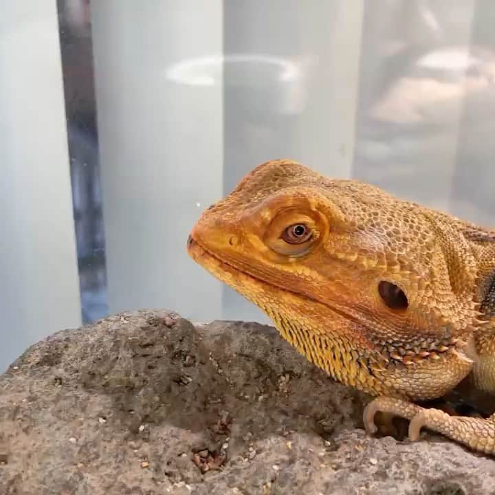 GEN3 Owlのインスタグラム：「トカゲに癒される🦎💕 I love lizards. #lizard #lizards #reptile #reptiles」
