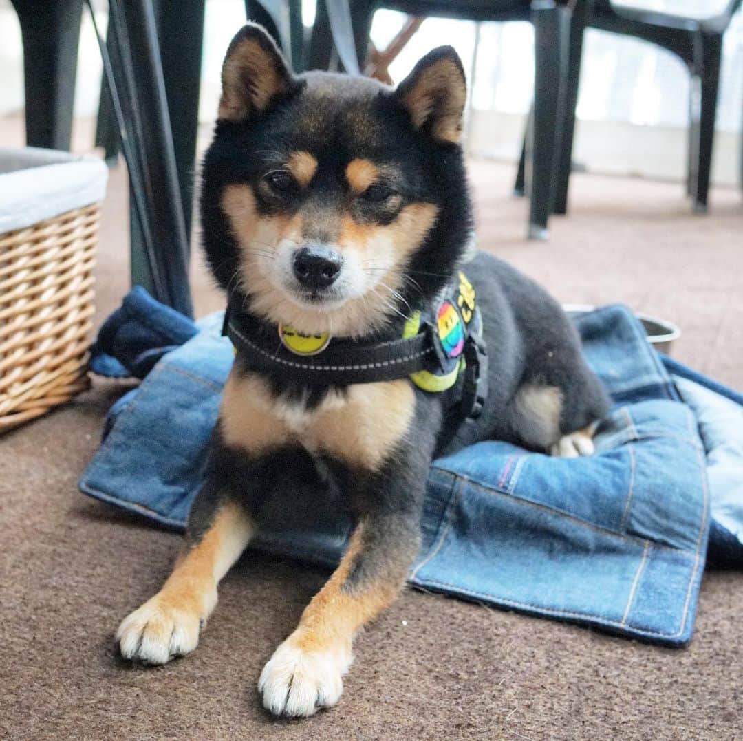 黒豆柴こむぎのグルメインスタ