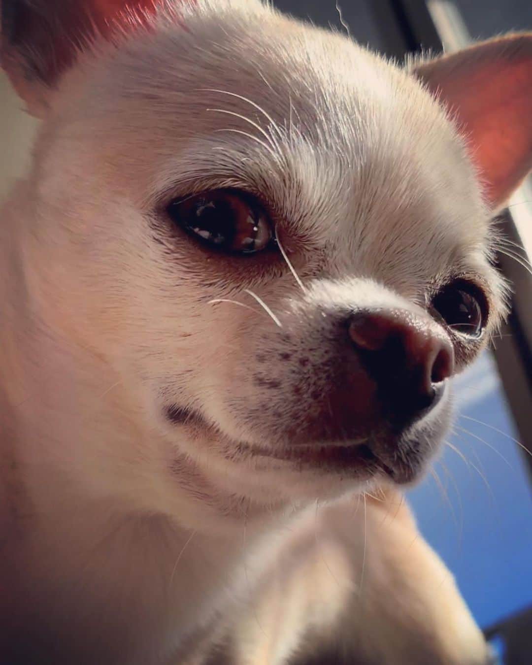 巴田みず希さんのインスタグラム写真 - (巴田みず希Instagram)「どアップ小晴くん🐕✨ ・ 毛の一本一本まで可愛い😍❤️❤️ ・ ・ ・ #チワワ #chihuahua #dog #dogs_of_instagram #スムチー #チワワのいる暮らし #犬好きな人と繋がりたい #わんこのいる生活 #日向ぼっこ #スムチークリーム」2月24日 13時06分 - mizukitomoda