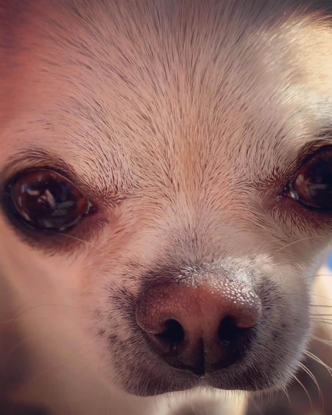 巴田みず希さんのインスタグラム写真 - (巴田みず希Instagram)「どアップ小晴くん🐕✨ ・ 毛の一本一本まで可愛い😍❤️❤️ ・ ・ ・ #チワワ #chihuahua #dog #dogs_of_instagram #スムチー #チワワのいる暮らし #犬好きな人と繋がりたい #わんこのいる生活 #日向ぼっこ #スムチークリーム」2月24日 13時06分 - mizukitomoda